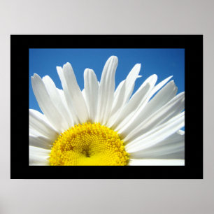 Blue Sky Floral Art druckt White Daisy Blume Poster