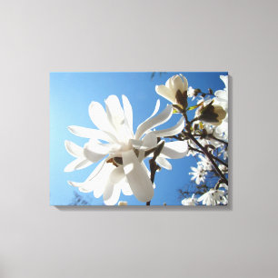 Blue Sky Magnolia Leinwand Magnolia