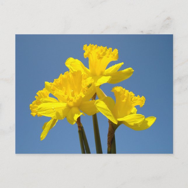 Blue Sky Postkarten Gelbe Daffodische Blume Blauer (Vorderseite)