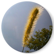 Blue Sky Summer Foliage