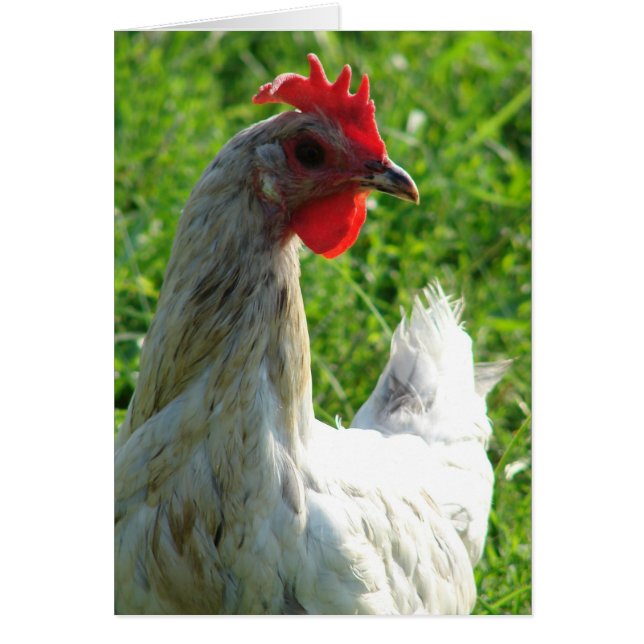 Blue Splash Hen (Vorne)