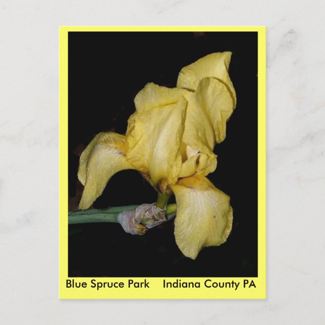 Blue Spruce Park Indiana Landkreis PA Postkarte (Vorderseite)