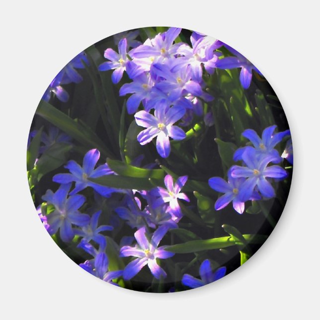 Blue Squill Spring Flowers Magnet (Vorne)
