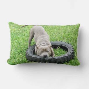 Blue Staffordshire Bull Terrier Play Time. Lendenkissen