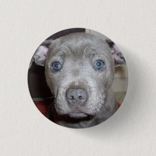 Blue Staffordshire Bull Terrier Puppy Button Abzei