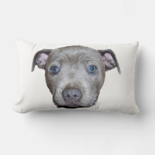 Blue Staffordshire Bull Terrier Puppy Face, weiß Lendenkissen
