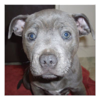 Blue Staffordshire Bull Terrier Puppy