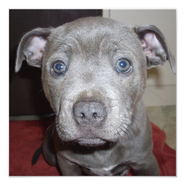 Blue Staffordshire Bull Terrier Puppy Fotodruck (Vorne)