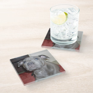 Blue Staffordshire Bull Terrier Puppy Glasuntersetzer