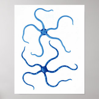 Blue Starfish No. 6 Dekoration an der Strandwand