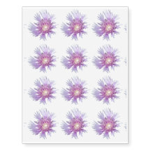 Blue Stokes Aster Blume Blossom