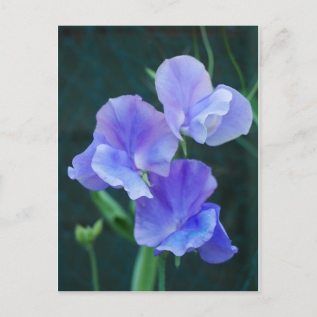 Blue Sweet Pea Blume Postkarte (Vorderseite)