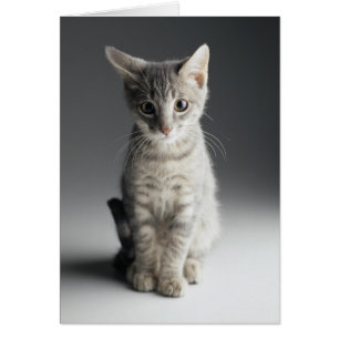 Blue Tabby Kitten