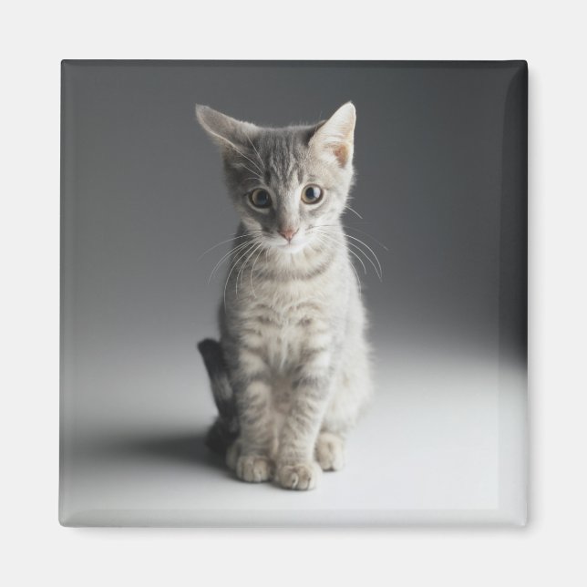 Blue Tabby Kitten Magnet (Vorne)