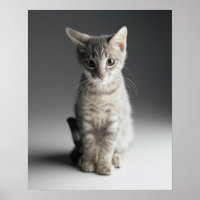 Blue Tabby Kitten