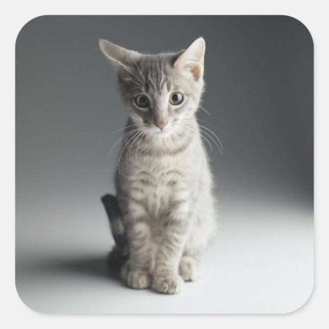 Blue Tabby Kitten Quadratischer Aufkleber (Vorderseite)