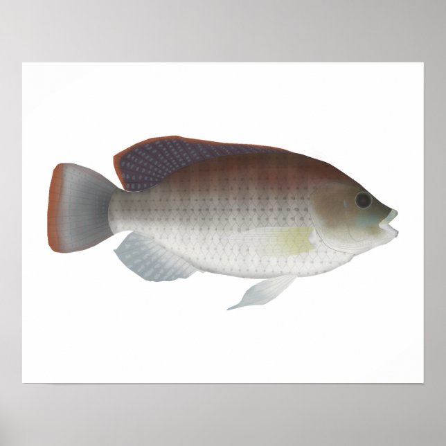 Blue Talipia Poster (Vorne)