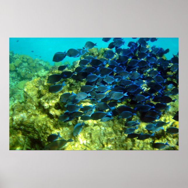 Blue Tang School Poster (Vorne)