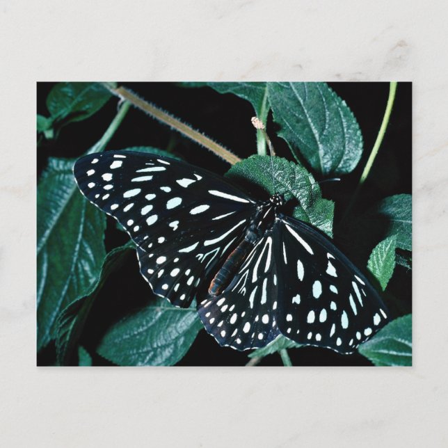 Blue tiger, Indien Postkarte (Vorderseite)