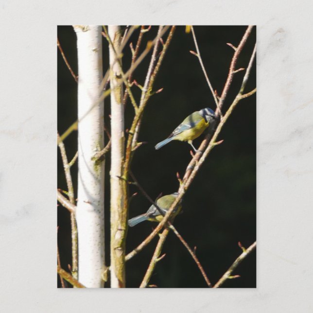 Blue Tit in Silver Birch Postcard Postkarte (Vorderseite)