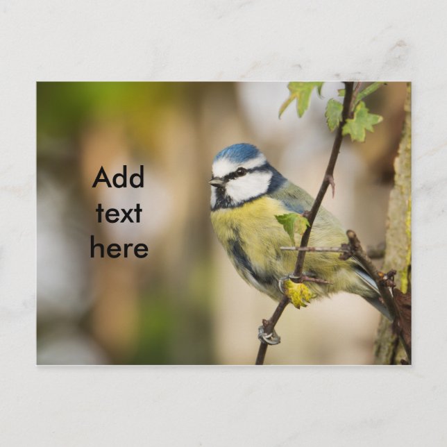 Blue Tit. Postkarte (Vorderseite)