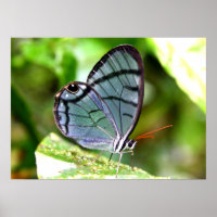 Blue Transparenter Schmetterling, Costa Rica