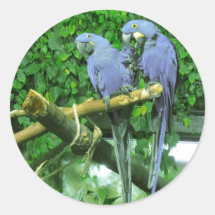Blue Twin Parrots Runder Aufkleber