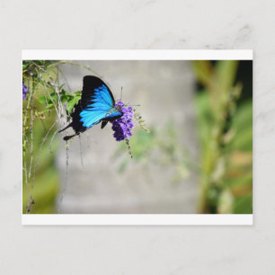 BLUE ULYSSES BUTTERFLY LÄNDLICHE QUEENSLAND AUSTRA POSTKARTE