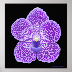 Blue Vanda Orchid Bloom Print Poster