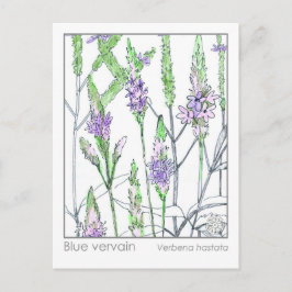 Blue Vervain Materia Medica Kräuterstudie Card Postkarte