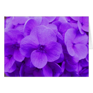 Blue Violet Hydrangea