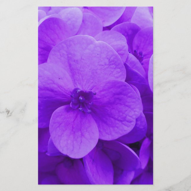 Blue Violet Hydrangea Briefpapier (Vorderseite)