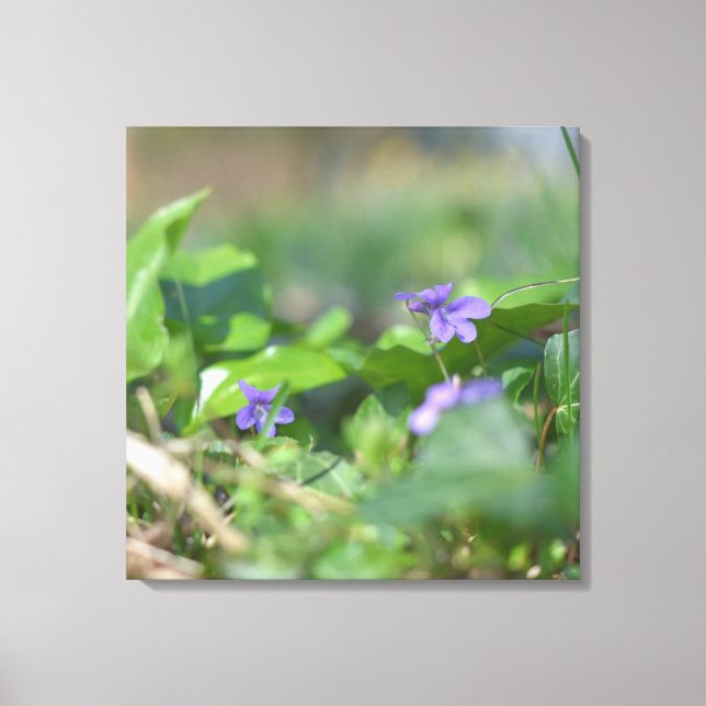 Blue Violets Blume Botanische Blumenfotografie Leinwanddruck (Vorderseite)