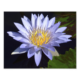 Blue Water Lily 14" x 11" Foto drucken
