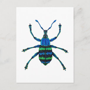 Blue Weevil Postkarte