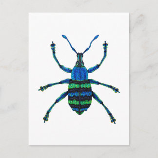 Blue Weevil Postkarte