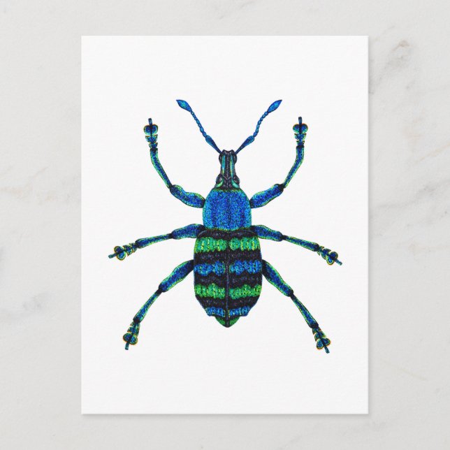 Blue Weevil Postkarte (Vorderseite)
