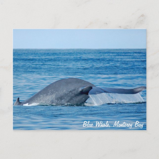 Blue Whale Postcard Postkarte (Vorderseite)