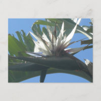 Blue White Strelitzia Blume DIY Postcard