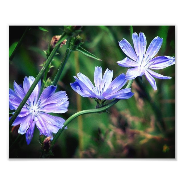 Blue Wild Chicory Blume Trio 8x10 Fotodruck (Vorne)