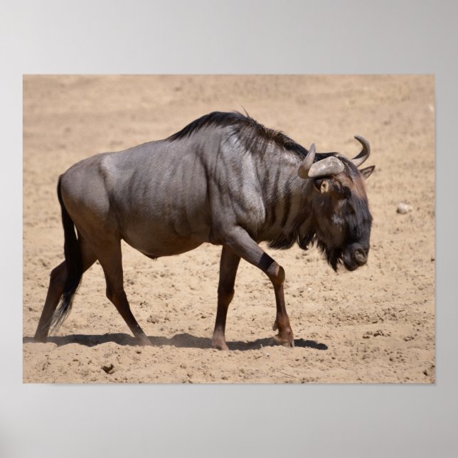 Blue wildebeest walking poster (Vorne)