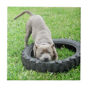 Blue Young Staffordshire Bull Terrier, Fliese