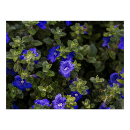 Blue Zwarf Morning Gloriage Print Poster