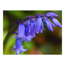 Bluebell-Blume Fotodruck