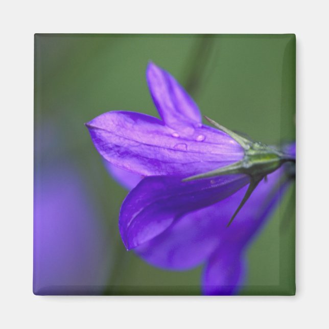 Bluebell Blume im Unabhängigkeitspark Magnet (Vorne)