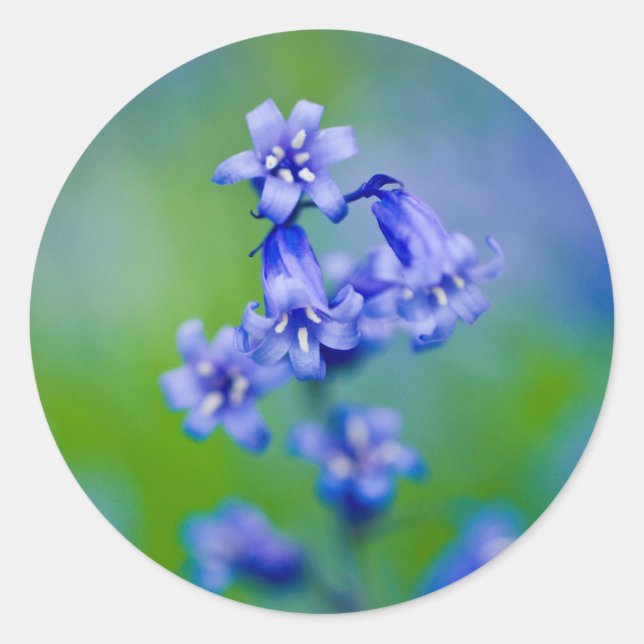 Bluebell-Blume Runder Aufkleber (Vorderseite)