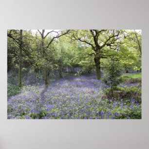 Bluebell-Holz II Poster