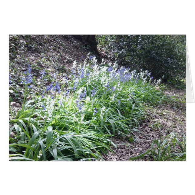 Bluebell-Holz-Karte mit 3 Fotos (Vorderseite (Horizontal))