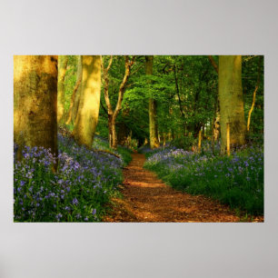 Bluebell-Holz Poster