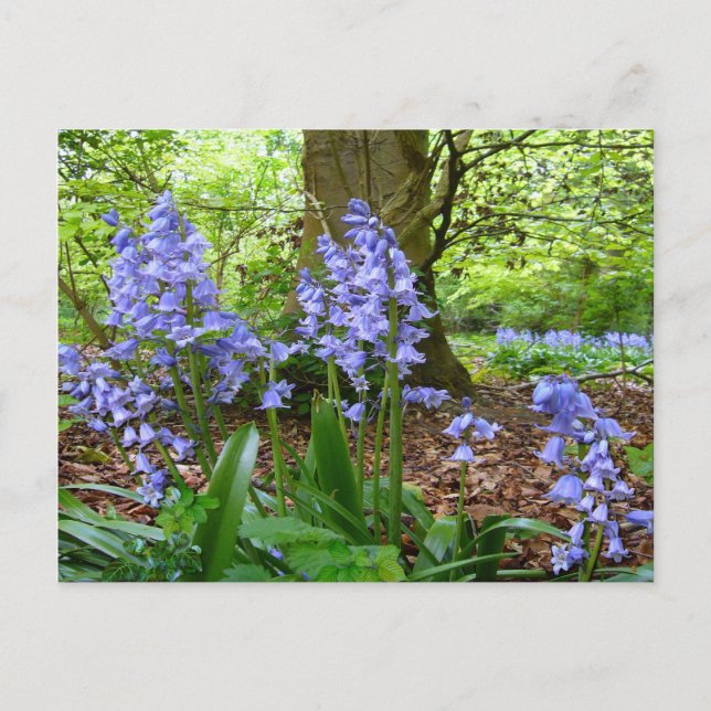 BLUEBELL HOLZ ~ Postkarte (Vorderseite)
